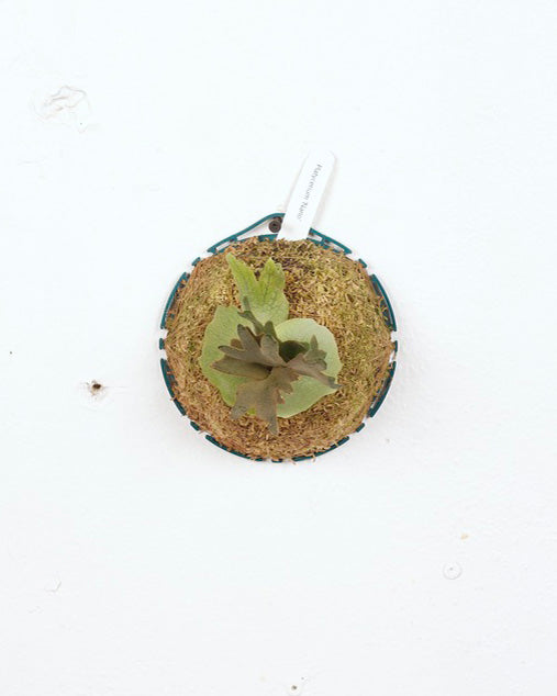 STAGHORN MOUNT PLATYCERIUM GINKA