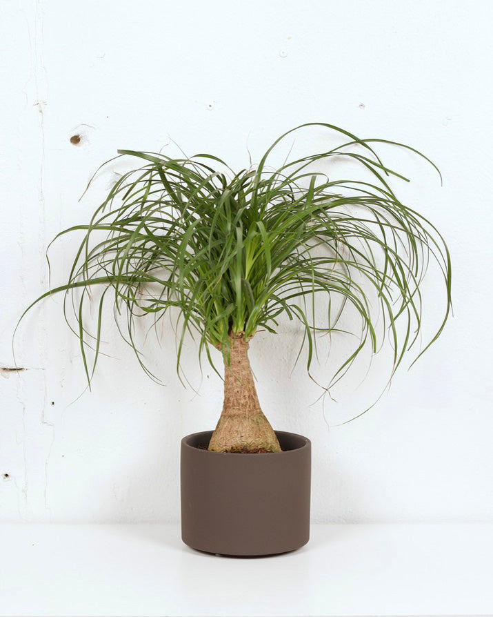 06" PONYTAIL PALM