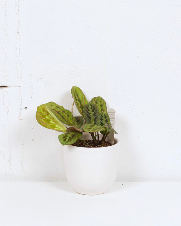 04" PRAYER PLANT RED (MARANTA)