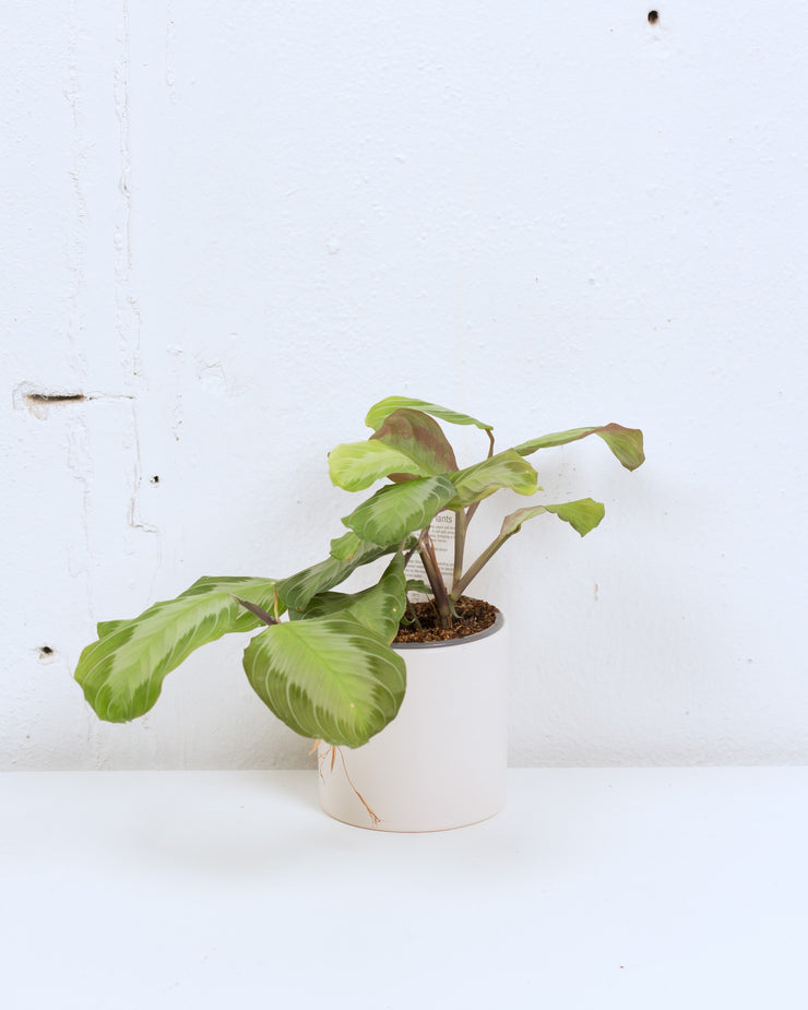 04" PRAYER PLANT SILVERLINE (MARANTA)