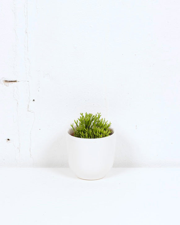 04" RHIPSALIS DANCING BONES