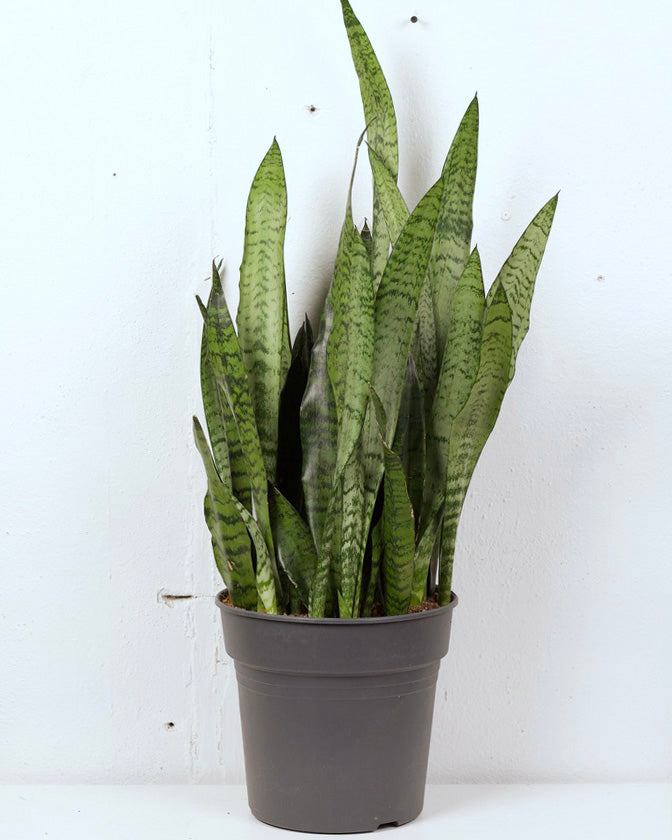12" SNAKE PLANT ROBUSTA  The Sunday Shop Calgary