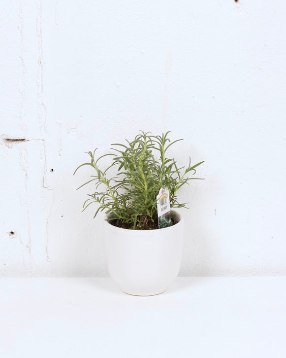 04" ROSEMARY