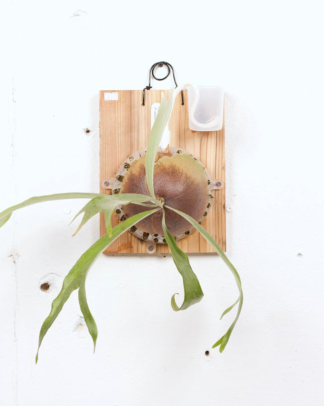 STAGHORN MOUNT PLATYCERIUM RYDEEN