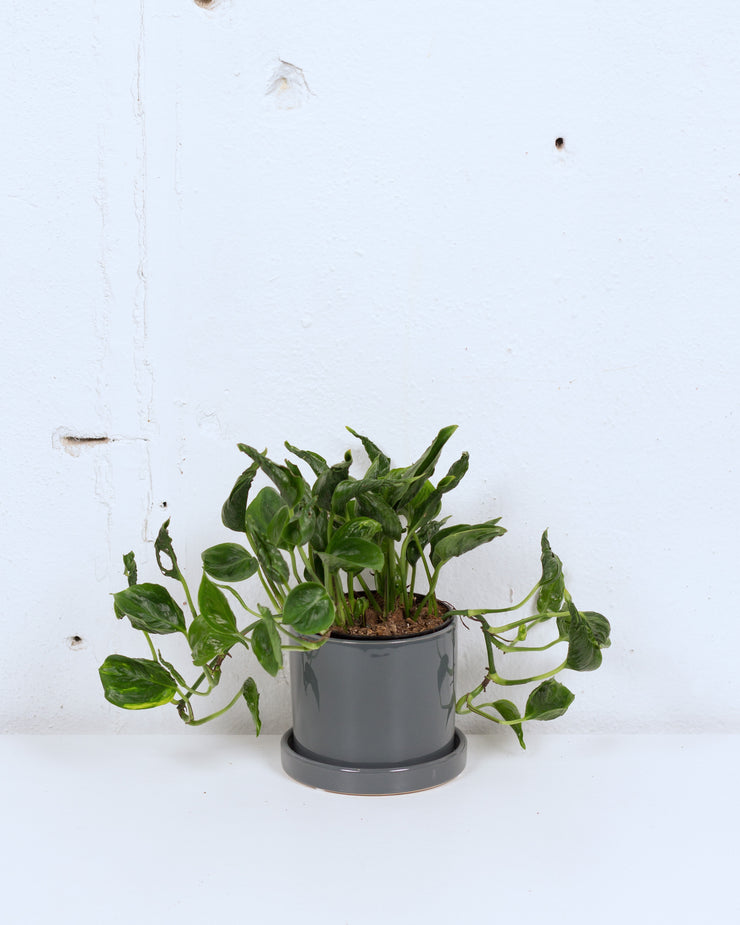 04" EPIPREMNUM SHANGRI LA