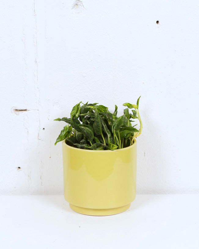 06" EPIPREMNUM SHANGRI LA