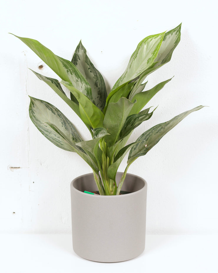 08" AGLAONEMA SILVER BAY (CHINESE EVERGREEN)