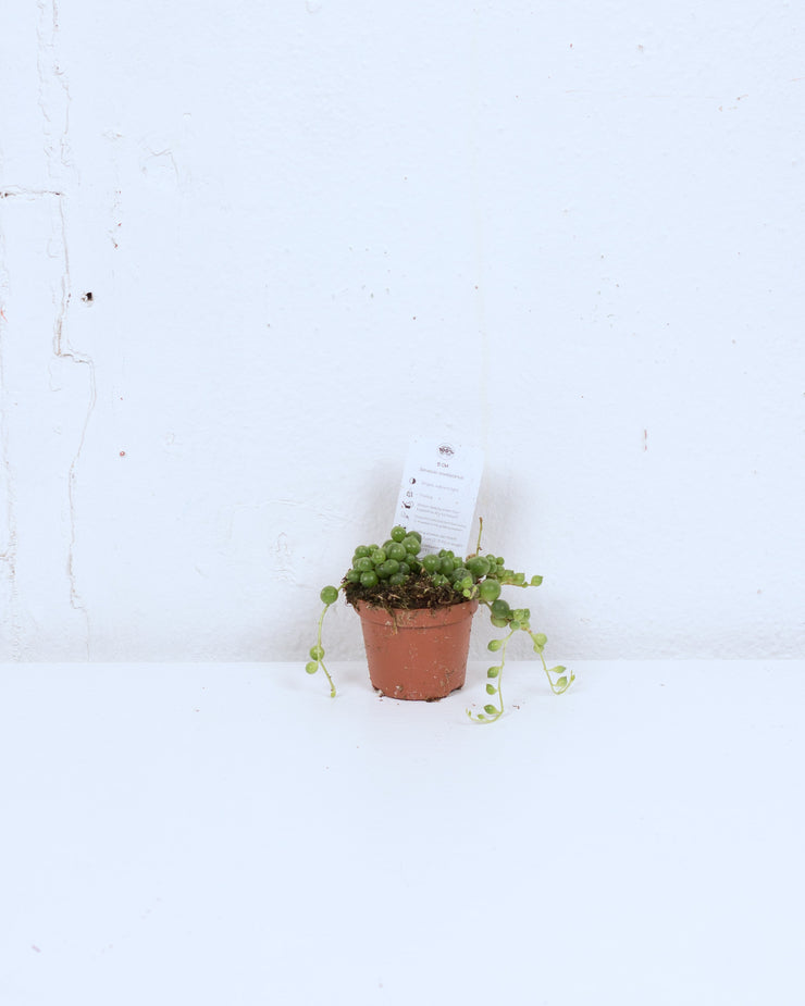 02" STRING OF PEARLS