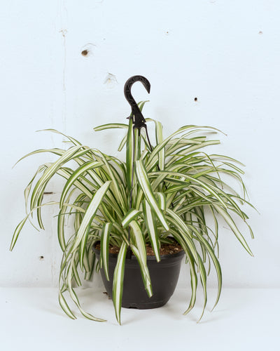 hb spider plant 08" SPIDER PLANT HB – The Sunday Shop Calgary