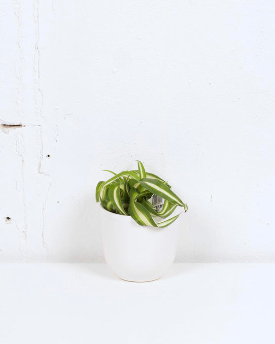 04" SPIDER PLANT CURLY VARIEGATED