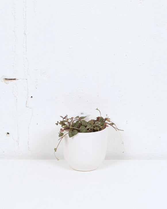 04" STRING OF HEARTS