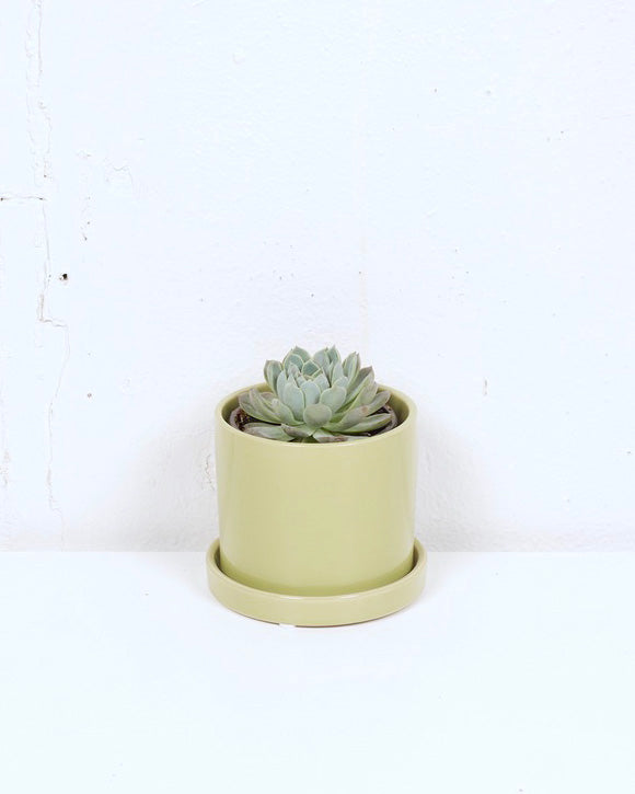 04" SUCCULENT ASSORTED $12