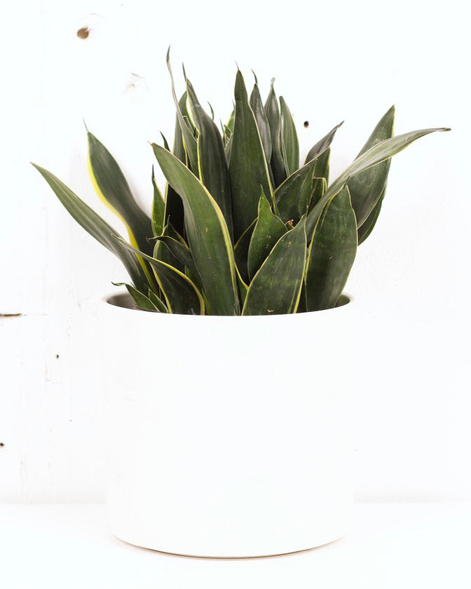 sansevieria fabi 10" SNAKE PLANT FABI SUPERBA – The Sunday Shop Calgary