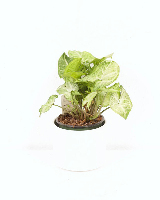 04" SYNGONIUM BUTTERFLY WHITE