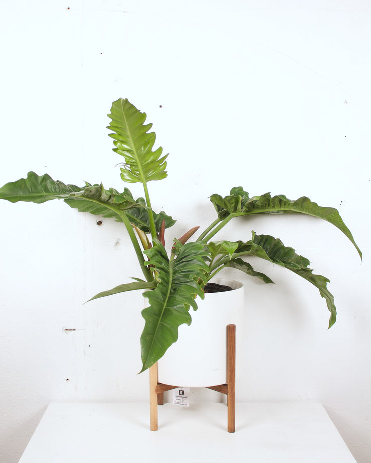 10" PHILODENDRON TIGER TOOTH