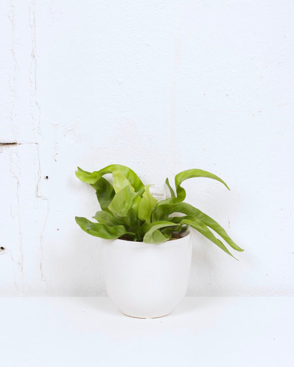 04” VICTORIAS BIRD NEST FERN