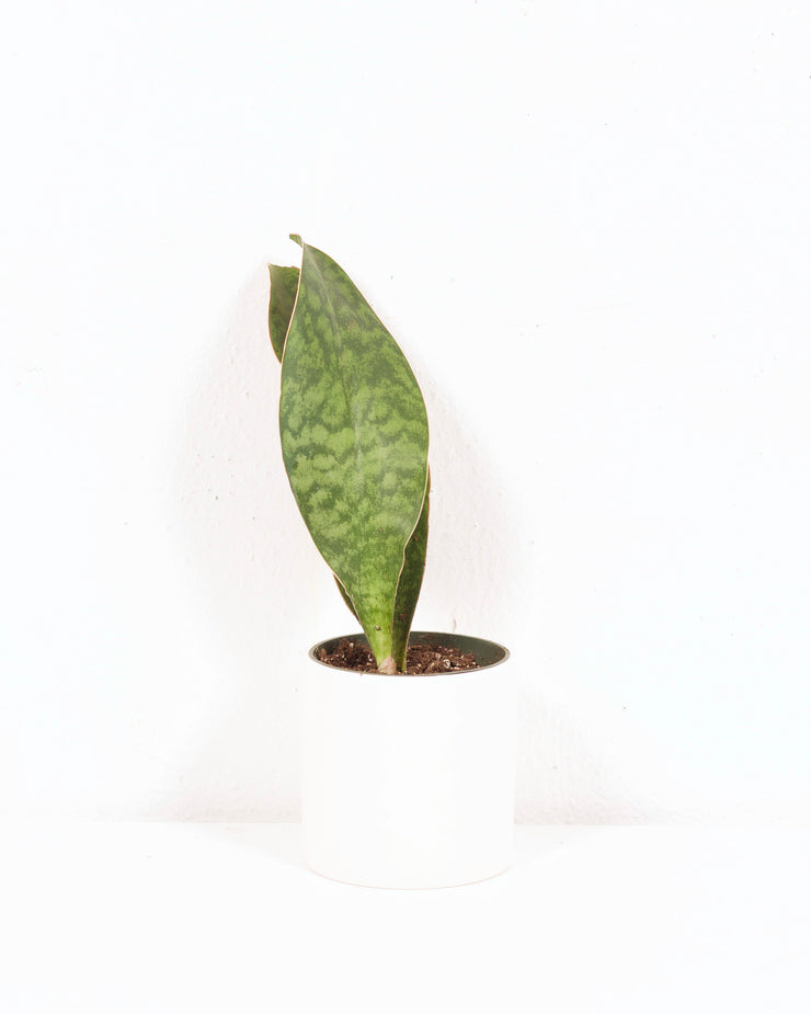 04" SANSEVIERIA MASONIANA WHALE FIN