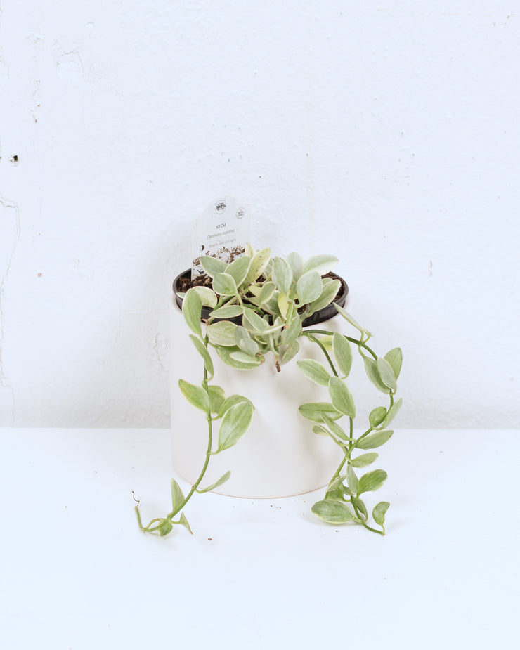 04" DISCHIDIA WHITE DIAMOND