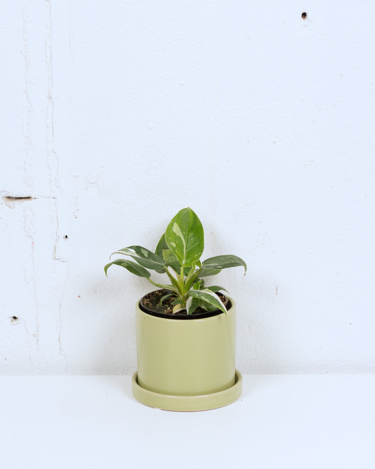 04" PHILODENDRON WHITE PRINCESS