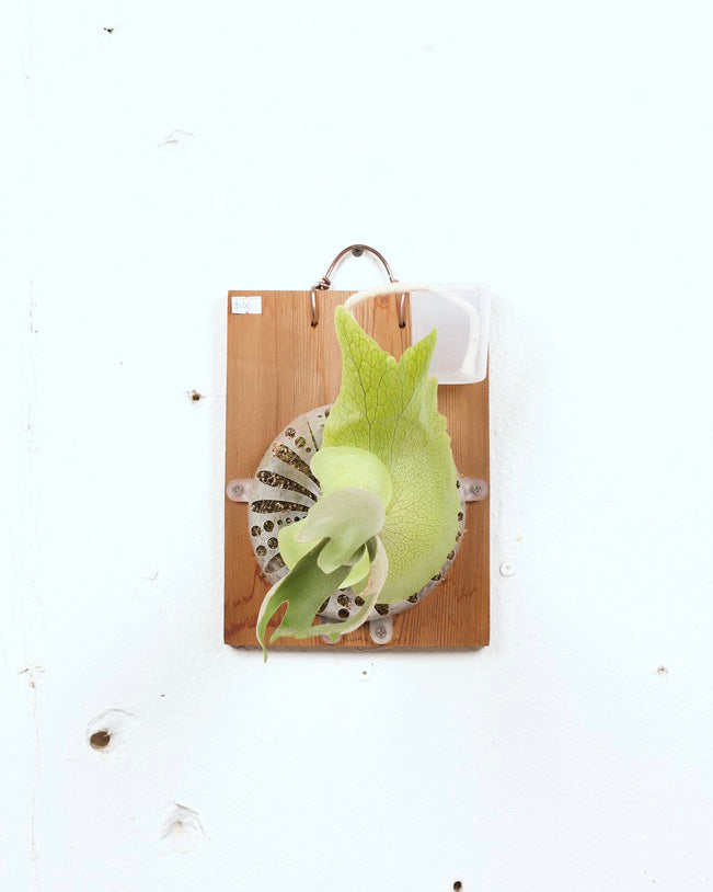 STAGHORN MOUNT PLATYCERIUM WILLINCKII