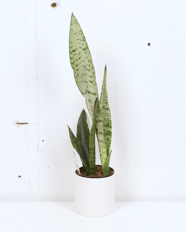 snake plant calgary 04" SNAKE PLANT ZEYLANICA – The Sunday Shop Calgary
