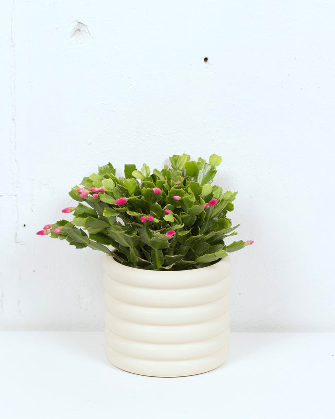 06" ZYGO CHRISTMAS CACTUS