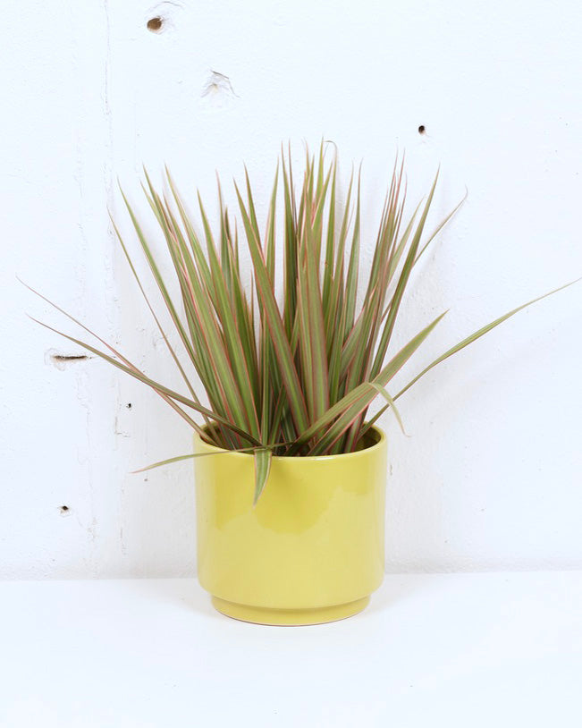 06" DRACAENA BICOLOUR