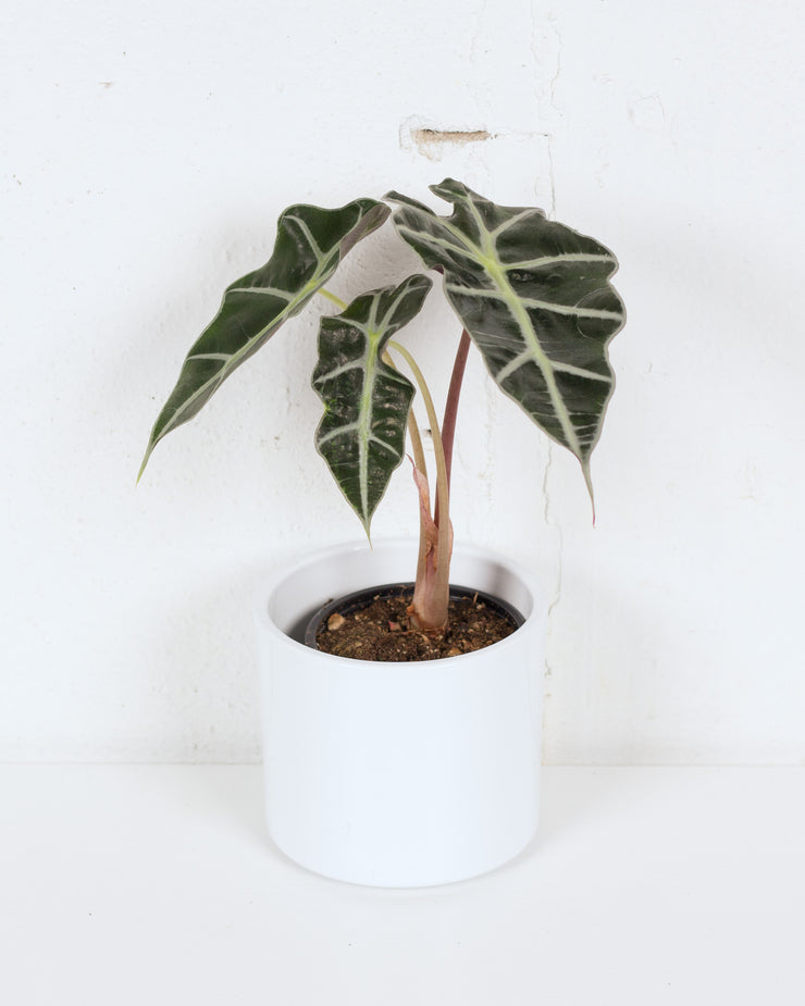 04" ALOCASIA AMAZONICA (POLLY/AFRICAN MASK)