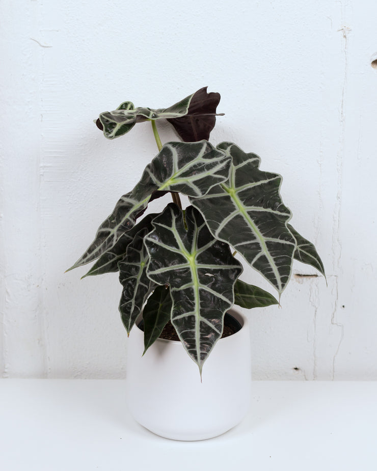 06" ALOCASIA AMAZONICA