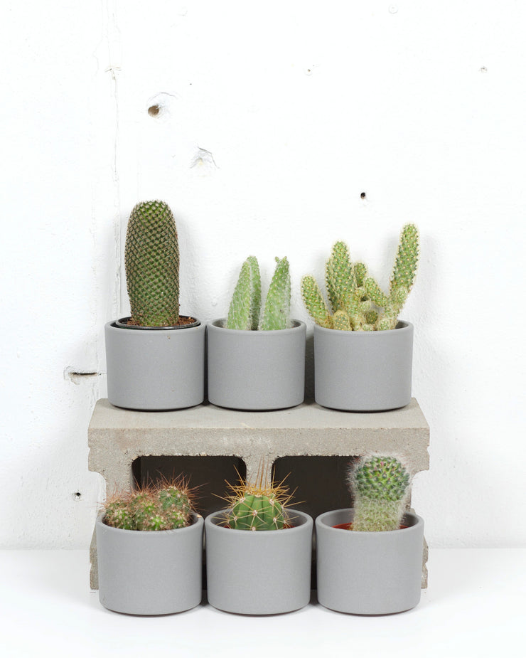 04" CACTUS ASSORTED $13