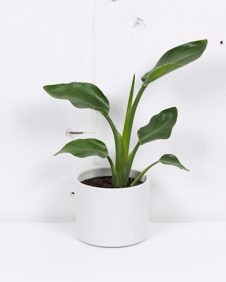 06" BIRDS OF PARADISE (WHITE)