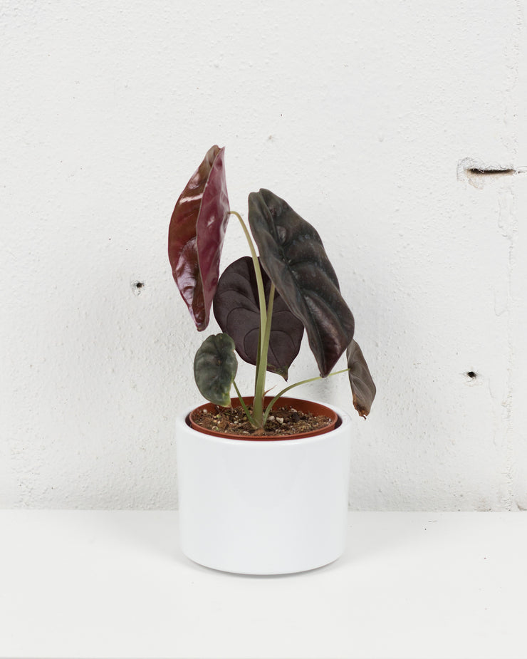 04" ALOCASIA CUPREA RED SECRET