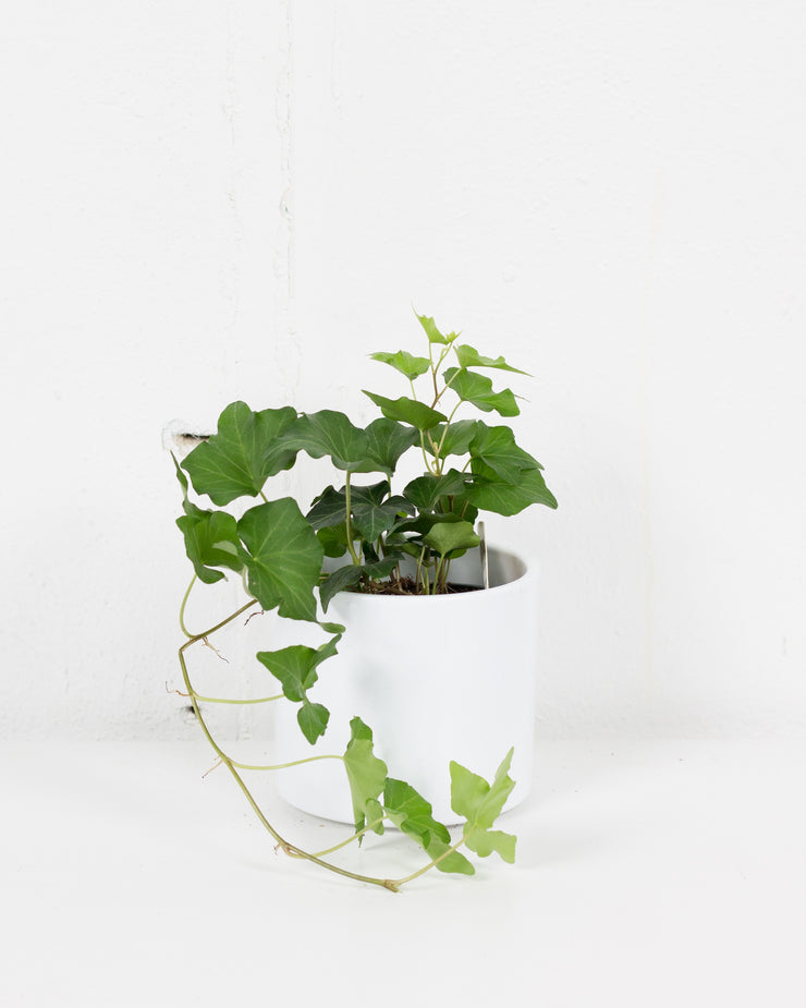 04" IVY ASSORTED