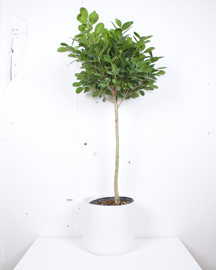 10" FICUS MOCLAME