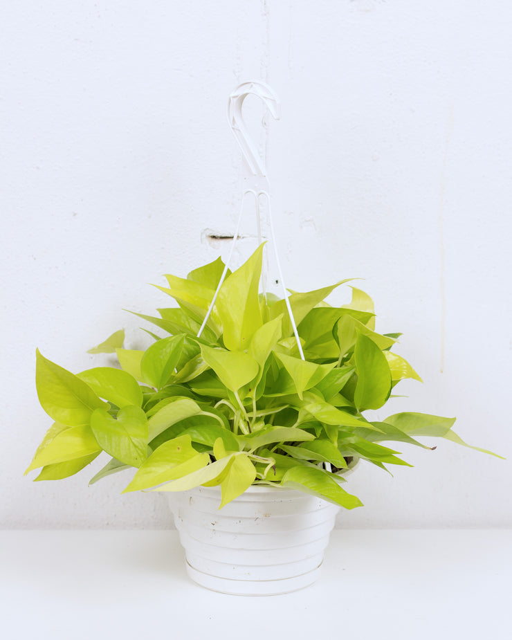 08" POTHOS NEON HANGING BASKET