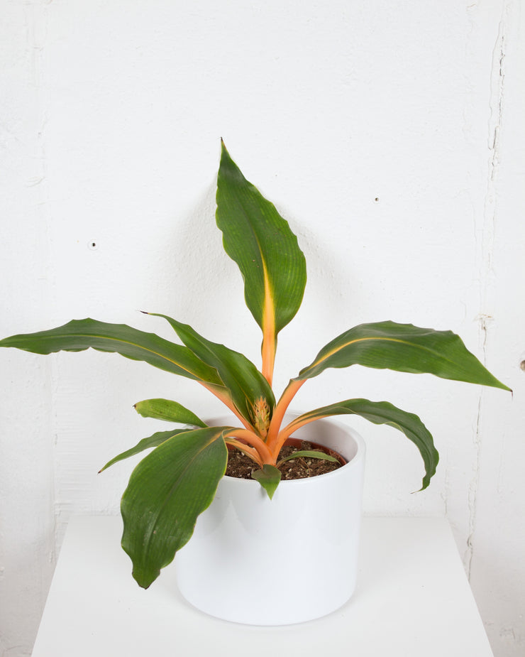 04" MANDARIN SPIDER PLANT (CHLOROPHYTUM)