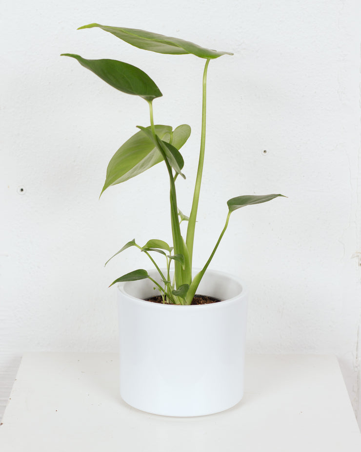 04" MONSTERA DELICIOSA