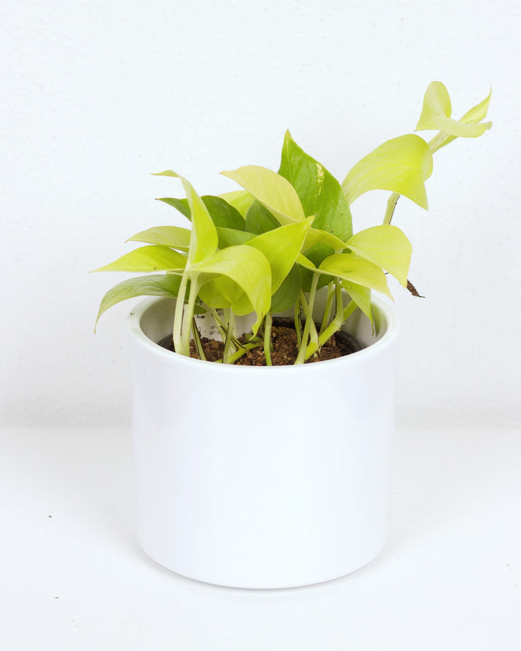 04" POTHOS NEON