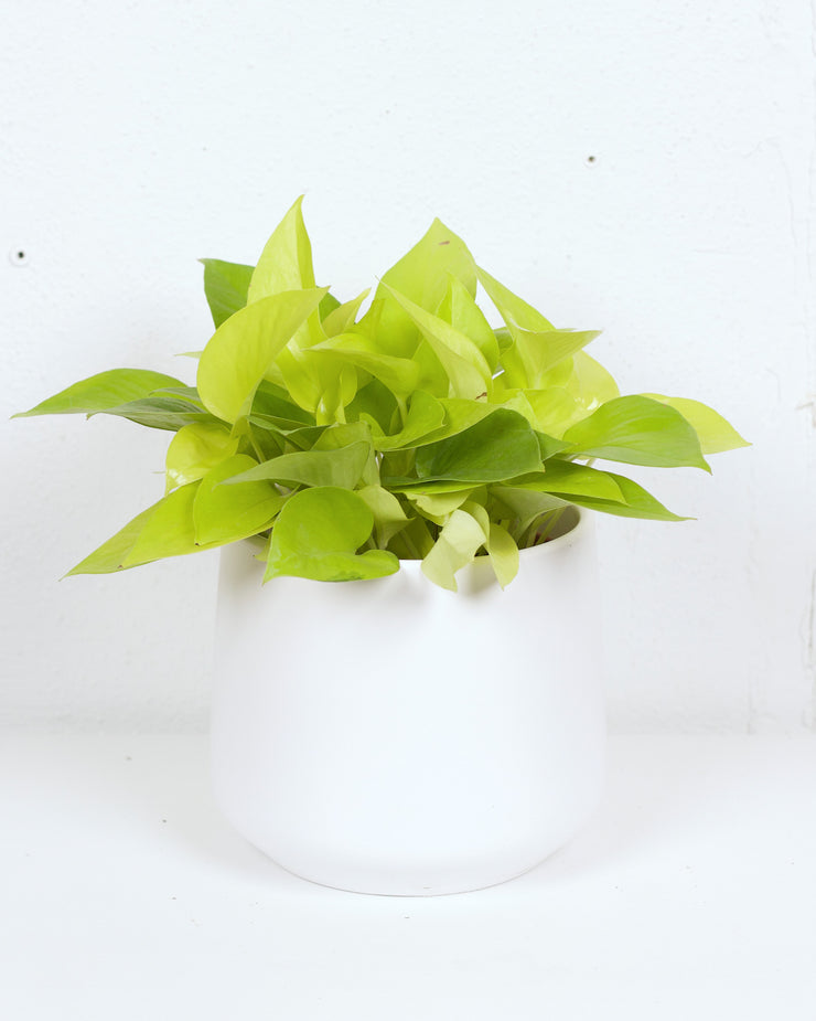 06" POTHOS NEON