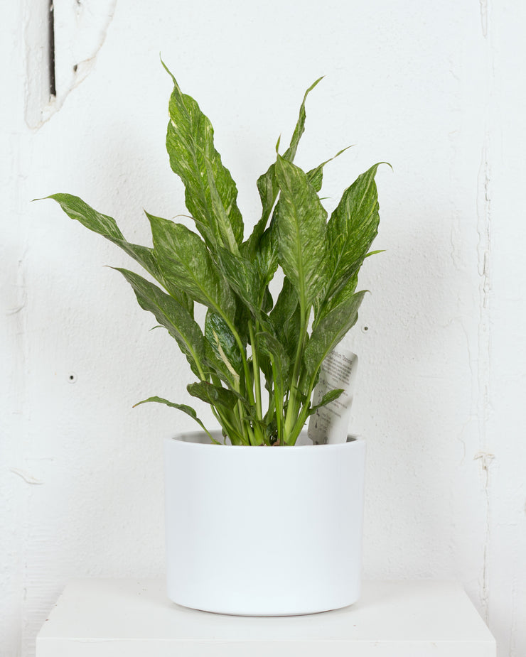 06" SPATHIPHYLLUM DOMINO (PEACE LILY)