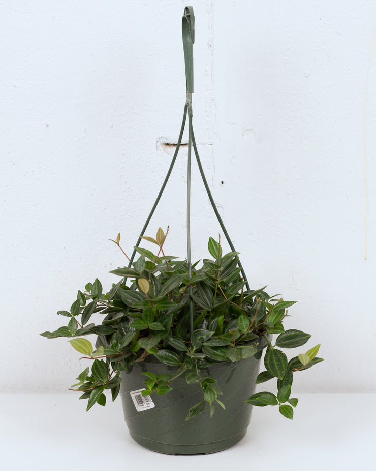 06" PEPEROMIA ANGULATA HB