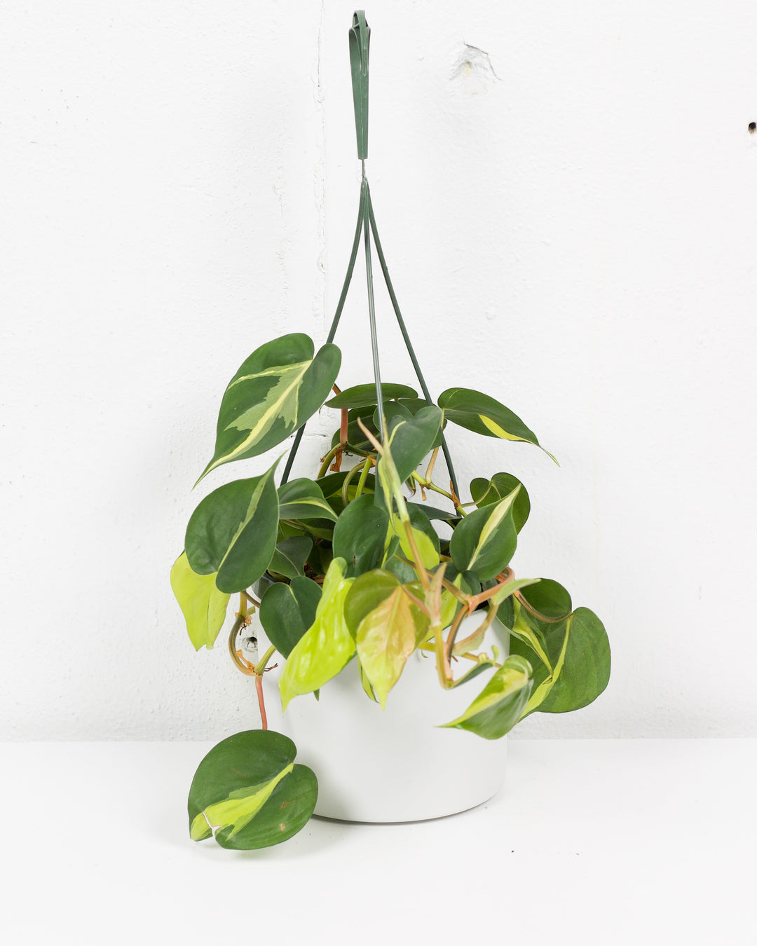 philodendron brasil hanging basket 06" PHILODENDRON BRASIL HANGING BASKET – The Sunday Shop Calgary
