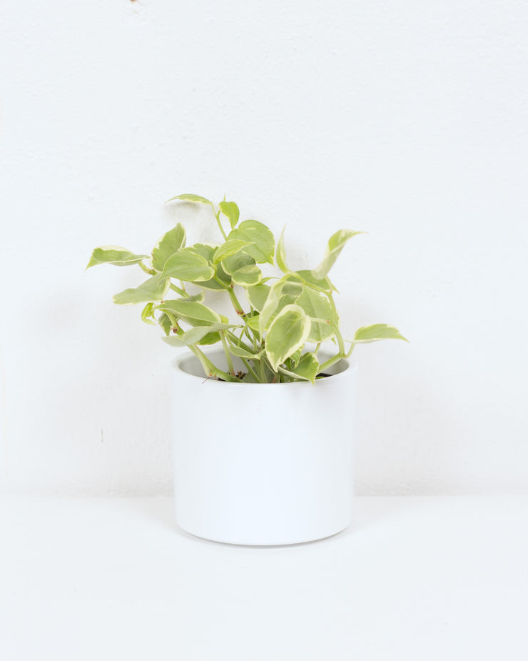 04" PEPEROMIA SCANDENS VARIEGATED