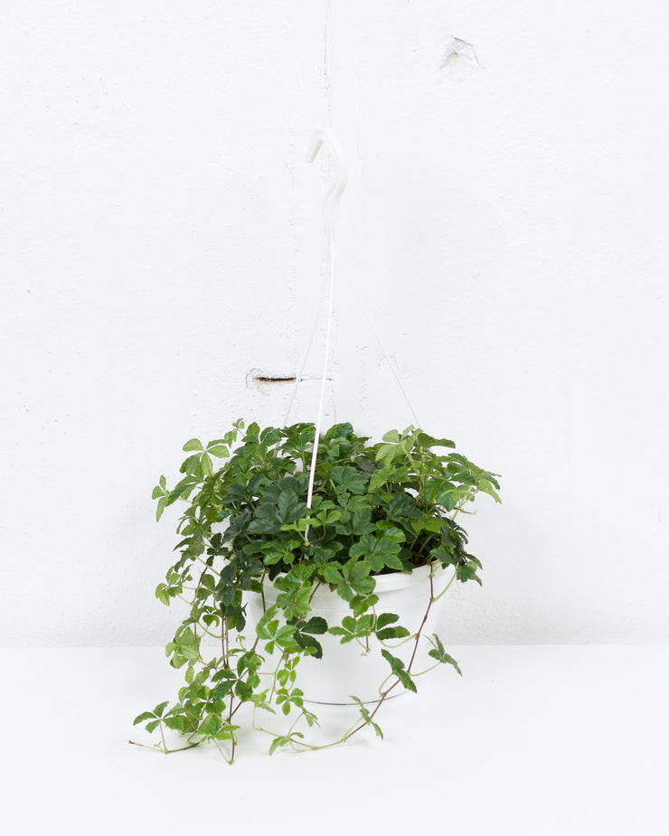 06" SUGARVINE HANGING BASKET
